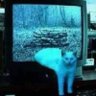 Damianくコ:彡 profil fotoğrafı