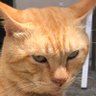 Profilbild von catlover