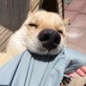 ゆちこ//琥己遊//comiyu's profile picture