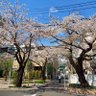 ✨晴れやか✨ 的头像
