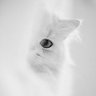 ©ـــ®ـــ©'s profile picture