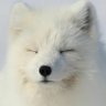 Песец Полный's profile picture