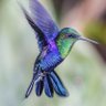 Hummingbird๐ชฝ's profile picture