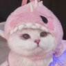 🧸🎧's profile picture