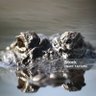 Nature Gator profil fotoğrafı