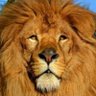 Ruffin BIYOMBO's profile picture
