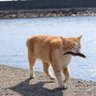 どらねこ's profile picture