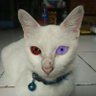 Koko profil fotoğrafı