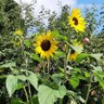 KayBoxx profil fotoğrafı