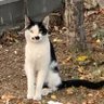 Profilbild von likyalı velettepe