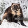 Profilbild von Wolverine