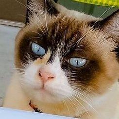hollyfox310's profile picture