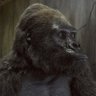 Bernie The Gorilla's profile picture