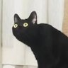 Contestón MX's profile picture