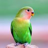 ‼️ राजेश विश्वकर्मा ‼️ profil fotoğrafı