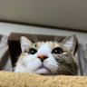 かりん's profile picture