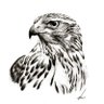 Profilbild von Goshawk Trades