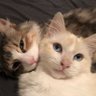 Mimaunk profil fotoğrafı