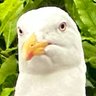 PHS's profile picture