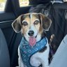 Bailey the beagle (& her HooMom) 🐶🐾💜 profil fotoğrafı