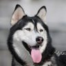 小櫌 profil fotoğrafı