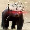 Honey Fing Badger profil fotoğrafı