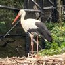 鳥ラスて 的头像