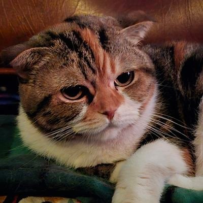 pimangtomato's profile picture