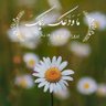 Profilbild von زهرا مروج