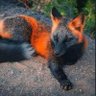 Red Fox profil fotoğrafı