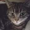 ねこやまだ profil fotoğrafı