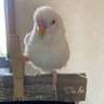 わたあめ 的头像