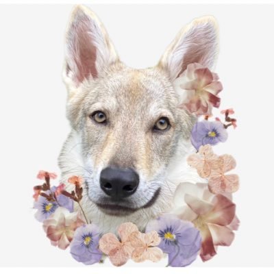 Kaya_vlcak's profile picture