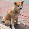まるちゃん profil fotoğrafı