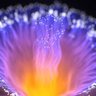 Multisensory organ 的头像