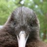 kiwi 的头像