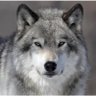 GREYWOLF( no PAC required)'s profile picture