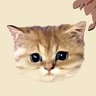 しろねこ 的头像