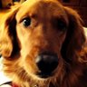JoJoBeDamned profil fotoğrafı