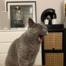 Ellie CHEN's profile picture