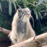 兔猻飼育員's profile picture