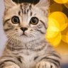想要解决 profil fotoğrafı