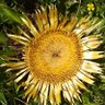 Naturaleza, nudismo No a la guerra. Stop fascismo's profile picture