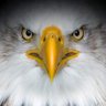 Winter Mann's profile picture