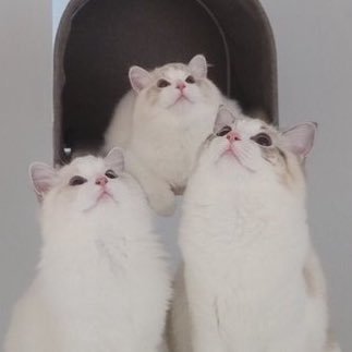 lucylukeluna's profile picture