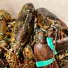 Profilbild von LobsterTails