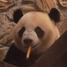 Profilbild von Fire