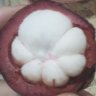 plant hunter植物猎人 profil fotoğrafı