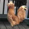 Patriotic Homesteader's profile picture