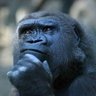 Simiocrates's profile picture